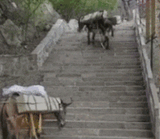 不要装作你很无辜，其实是你的错